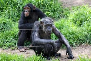The monkey lives in a zoo in Israel. photo
