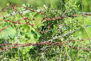 Green plants around a barbed wire fence. photo