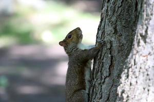 The squirrel runs through the forest clearing. photo