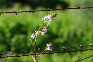 Green plants around a barbed wire fence. photo