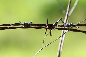 Green plants around a barbed wire fence. photo