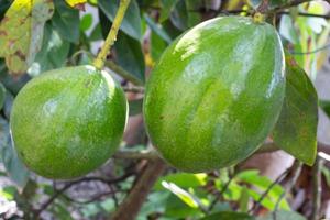 aguacate Fruta árbol plantas, Fresco semilla plantas para jugo foto