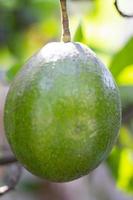 aguacate Fruta árbol plantas, Fresco semilla plantas para jugo foto