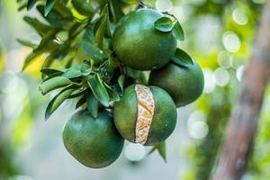 Fruit plants, citrus fruit trees are sweet and sour in taste photo