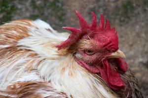 Poultry hen taken with lanscape photography close-up texture photo