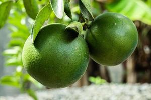 Fruit plants, citrus fruit trees are sweet and sour in taste photo