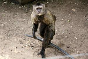 el mono vive en un zoo en Israel. foto