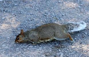 The squirrel runs through the forest clearing. photo