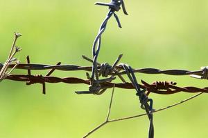 Green plants around a barbed wire fence. photo