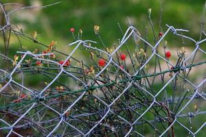 verde plantas alrededor un mordaz cable cerca. foto