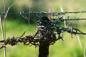 Green plants around a barbed wire fence. photo