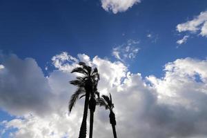 A tall palm tree against a cloudy sky. photo