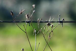 verde plantas alrededor un mordaz cable cerca. foto