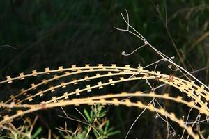 Green plants around a barbed wire fence. photo