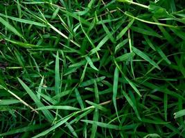 The real grass background photo