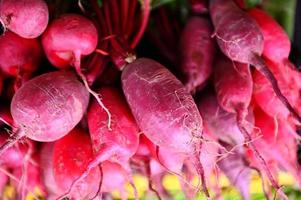 Radish background, harvest fresh radish growing in radish field vegetable garden in the market organic farm harvest agricultural product nature photo