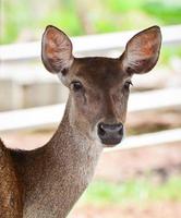 hembra ciervo ceño fruncido fauna silvestre en el granja de campo ciervo tamin foto