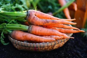 Zanahoria en suelo, Fresco zanahorias creciente en Zanahoria campo vegetal crece en el jardín en el suelo orgánico granja cosecha agrícola producto naturaleza foto