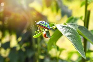 vistoso de joya escarabajo verde error en hoja en naturaleza antecedentes cerca arriba verde insecto foto