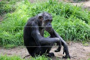 el mono vive en un zoo en Israel. foto