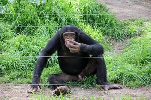 The monkey lives in a zoo in Israel. photo