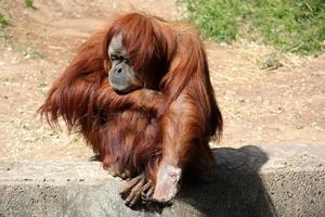 The monkey lives in a zoo in Israel. photo