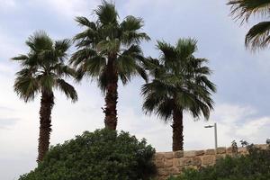 A tall palm tree against a cloudy sky. photo