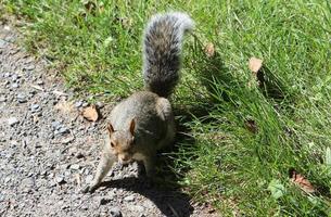 The squirrel runs through the forest clearing. photo