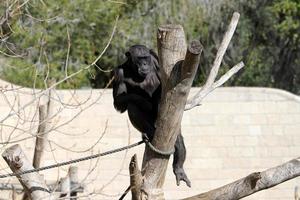 The monkey lives in a zoo in Israel. photo