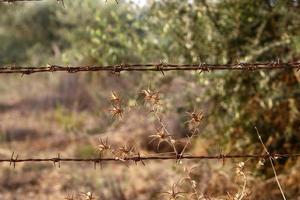 Green plants around a barbed wire fence. photo