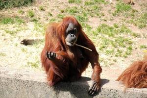 el mono vive en un zoo en Israel. foto