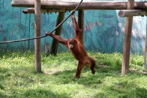 The monkey lives in a zoo in Israel. photo