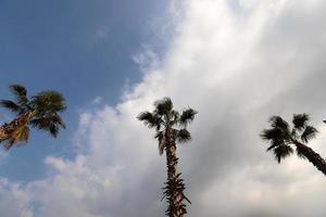 A tall palm tree against a cloudy sky. photo