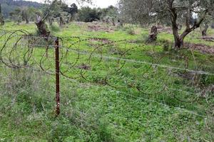 Green plants around a barbed wire fence. photo