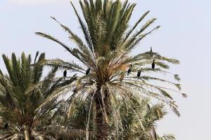 A tall palm tree against a cloudy sky. photo