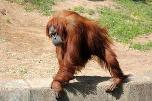 The monkey lives in a zoo in Israel. photo