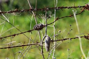 Green plants around a barbed wire fence. photo