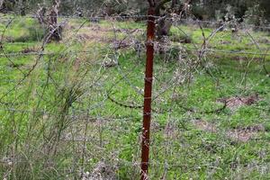 Green plants around a barbed wire fence. photo