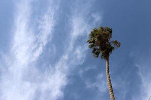 A tall palm tree against a cloudy sky. photo