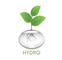 Wide banner. Growing vegetables and herbs in a hydroponic system. A plant grown in water. Aeroponic and hydroponic growing systems, convenience and cleanliness vector