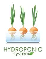 Growing vegetables and herbs in a hydroponic system. Water-grown green onions. Aeroponic and hydroponic growing systems, convenience and cleanliness