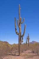 Massive and Unusual Saguaro Cactus in the Desert photo