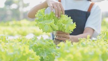 asiatique femme et homme agriculteur travail ensemble dans biologique hydroponique salade légume cultiver. en utilisant tablette inspecter qualité de salade dans serre jardin. intelligent agriculture video