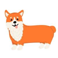 Corgi dog vector cartoon illustration. Cute friendly welsh corgi puppy sitting, smiling with tongue out isolated on white. Pets, animals, canine theme design element in contemporary simple flat style