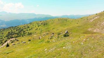 shuamta, georgia, 2022 - aldeanos en montañas remotas recogen cabezas de flores naturales de helichrysum arenarium para uso médico y para la venta a negocios farmacéuticos video