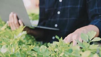 ásia Omã agricultor olhando orgânico legumes e segurando tábua, computador portátil para verificação ordens ou qualidade Fazenda dentro manhã luz video