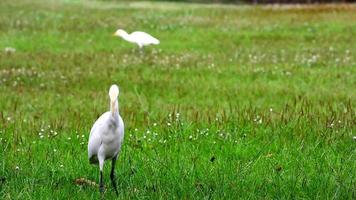 garça caminhando encontrar a Comida dentro uma Prado. video