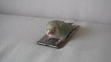 Green-cheeked parakeet or green-cheeked conure biting a smartphone on the sofa. video