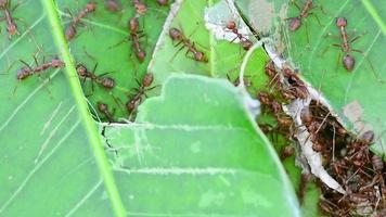 das rot Ameisen Gehen im und aus von das Nest. video