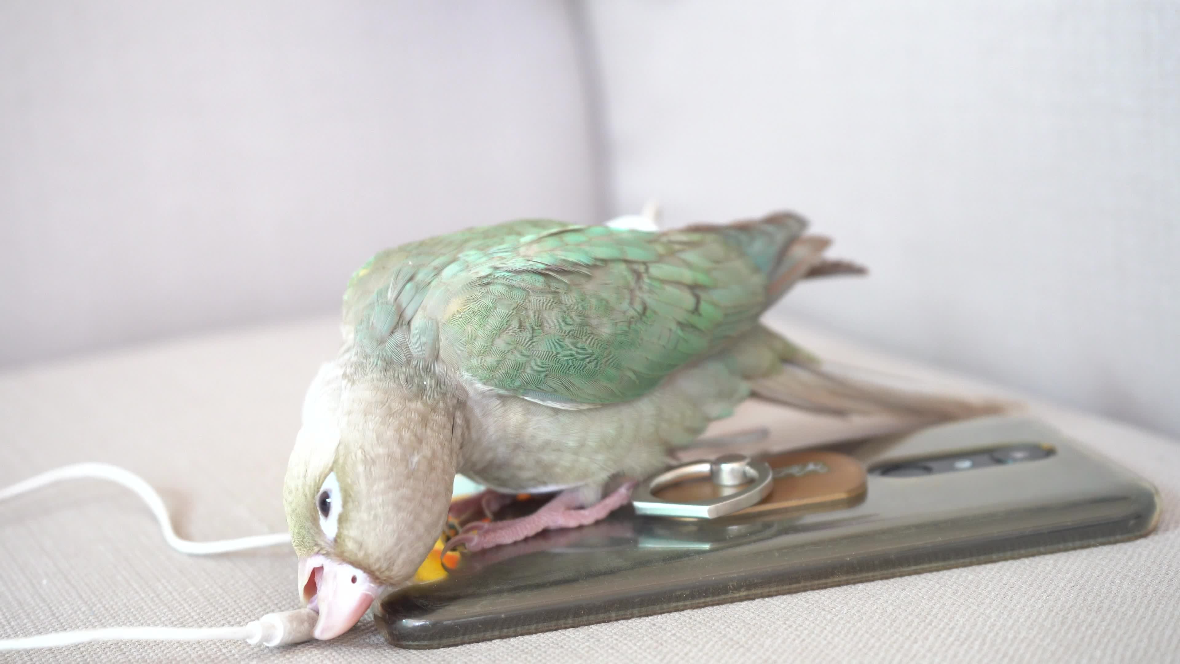 Greencheeked parakeet or greencheeked conure biting a small talk on the sofa. 20092275 Stock